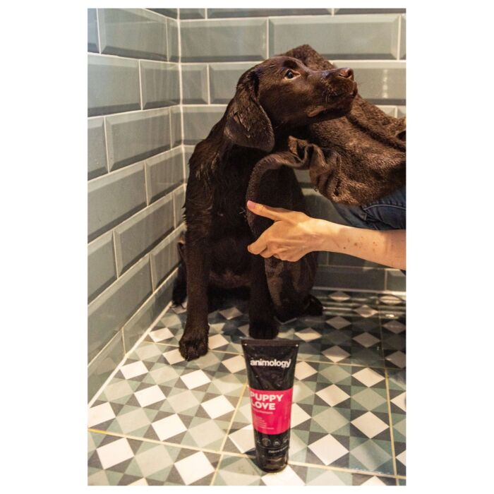 Animology 狗洗毛液 - Puppy Love 250ml