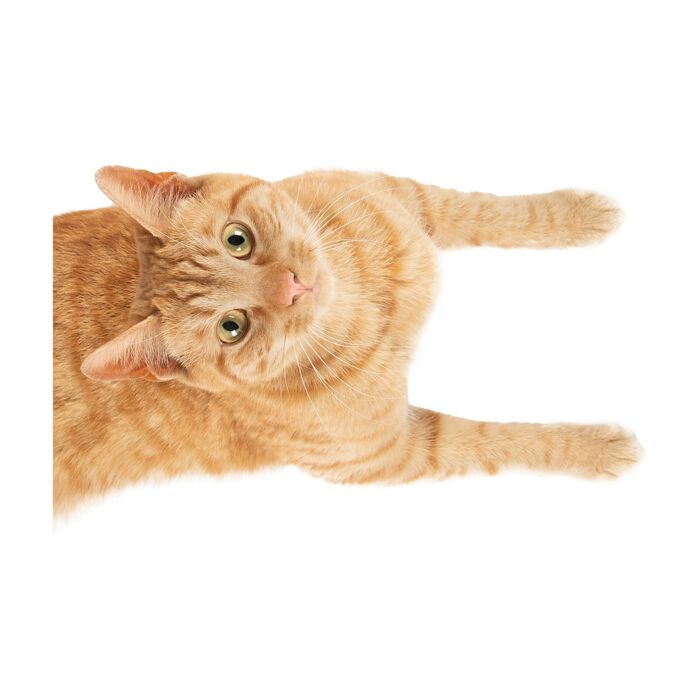 Applaws Cat Pots - Tuna Fillet with Crab in Broth 60g