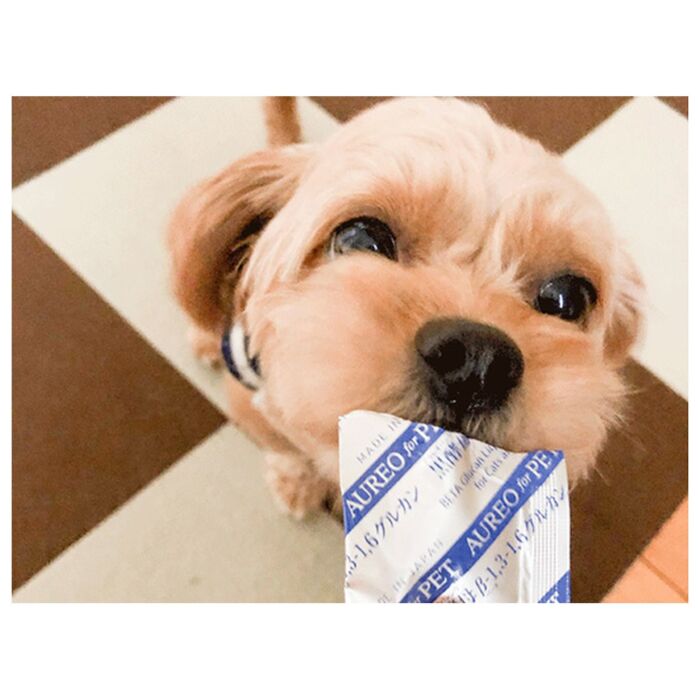 Aureo Beta-Glucan for Pets (6ml x 3 Sachets)