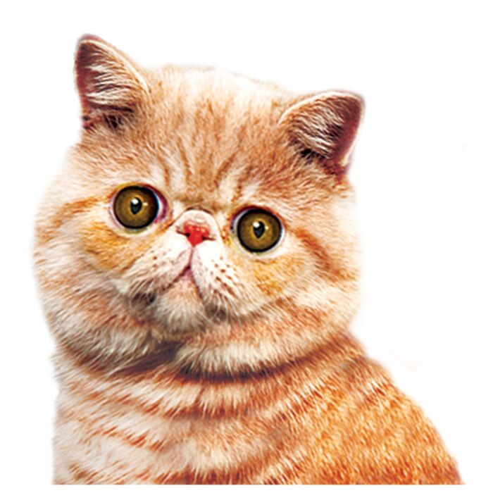 CATWALK Cat Wet Food - Tuna With Chicken Entree 80g