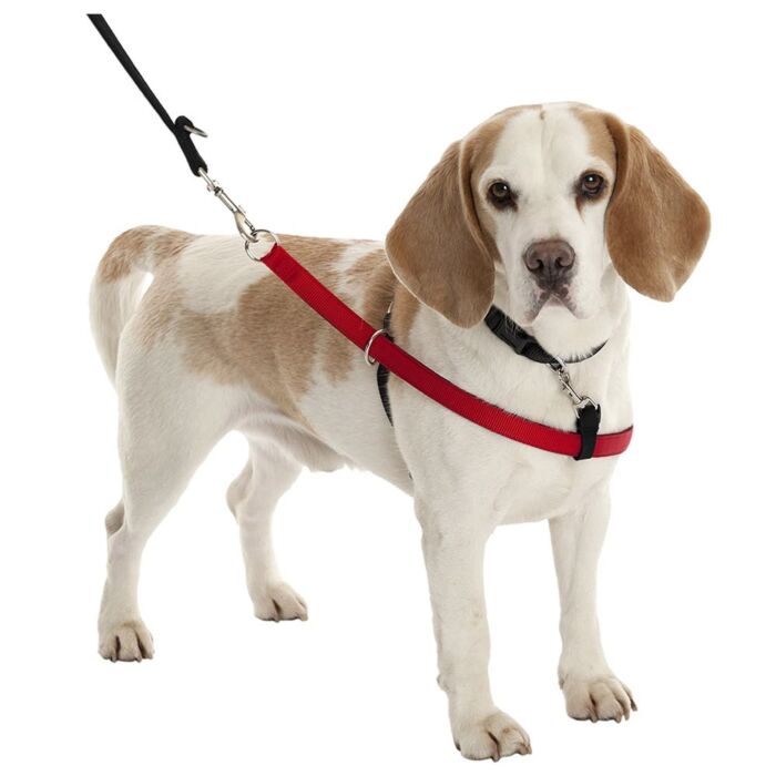 Company of Animals Lupi Dog Training Harness
