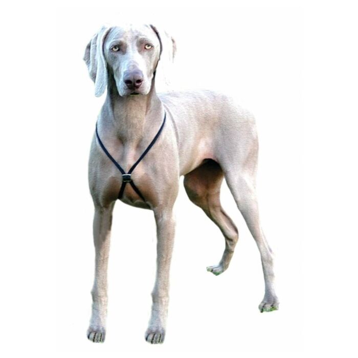Company of Animals Lupi Dog Training Harness