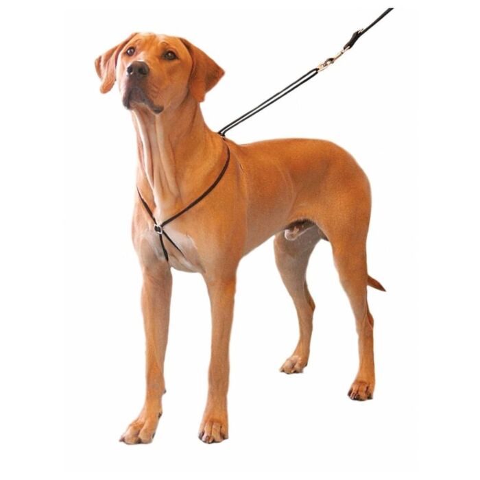 Company of Animals Lupi Dog Training Harness