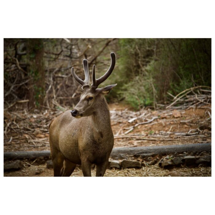 dear deer - Deer Femur (1 piece / 21cm)