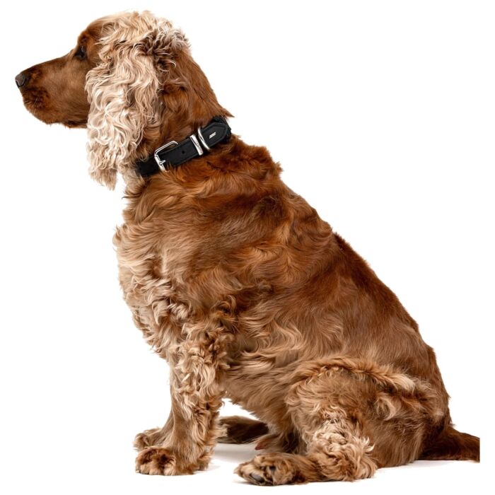 EZYDOG - Oxford Leather Dog Collar