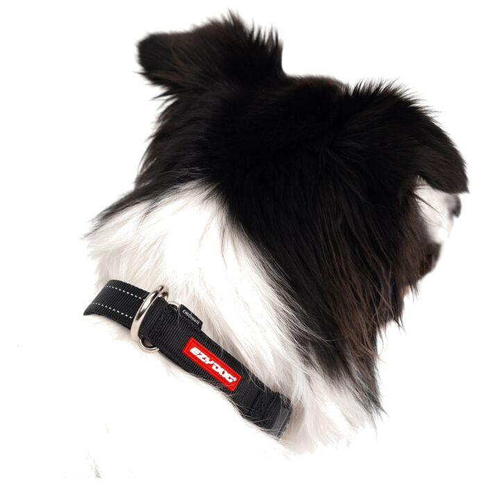 EZYDOG 訓練項圈