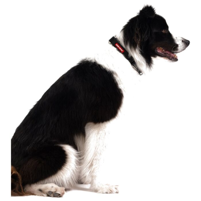 EZYDOG 訓練項圈