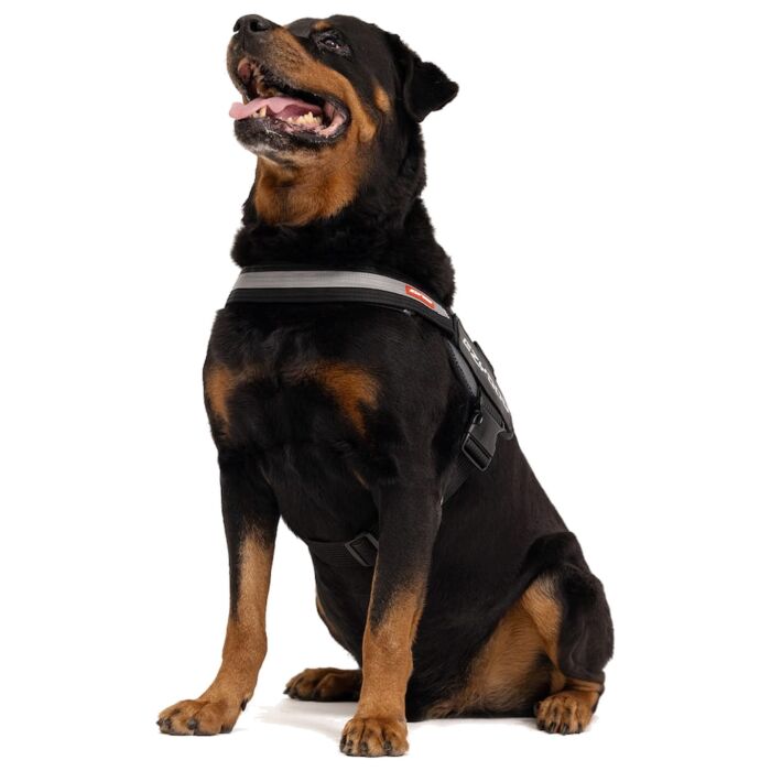 EZYDOG - Convert Harness