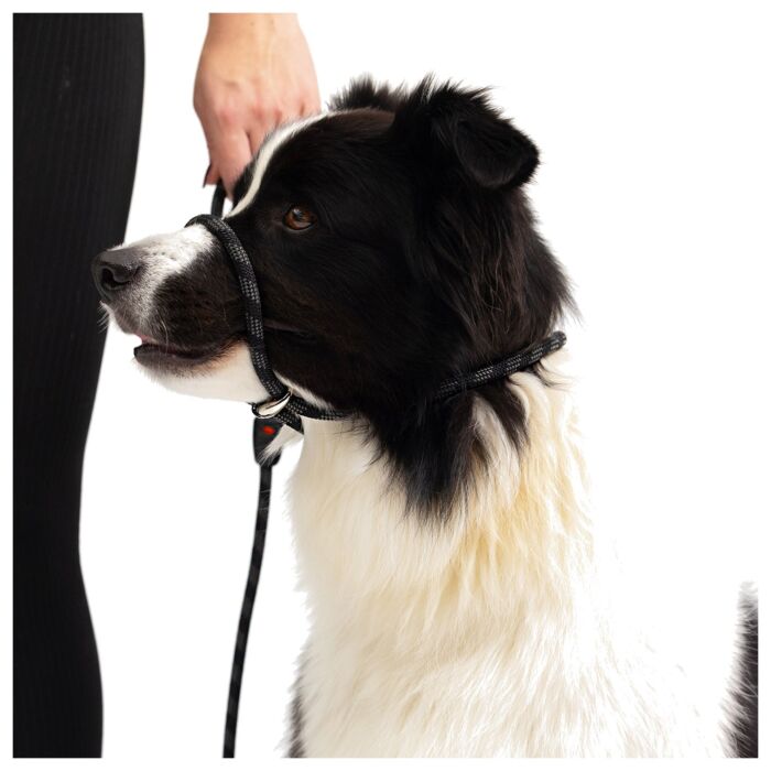 EZYDOG - Luca Dog Leash