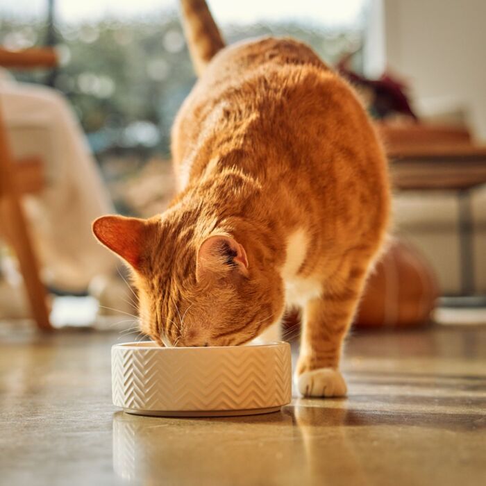 Feline Natural Freeze Dried Cat Food - Beef Feast 320g
