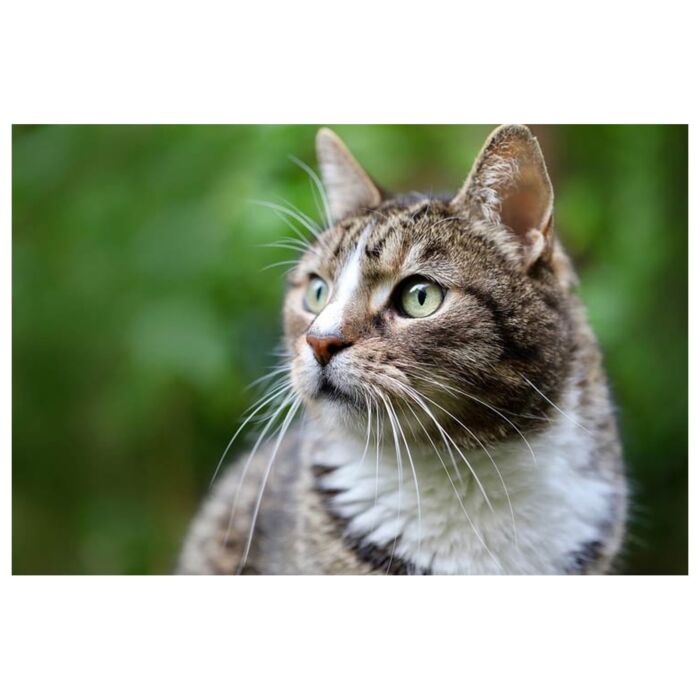 Feline Natural健康貓小食 - 凍乾脫水牛肉粒 50g
