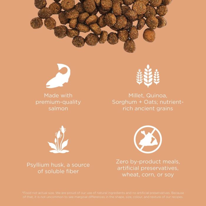 Go! SOLUTIONS Cat Food - Digestion & Gut - Salmon With Grains
