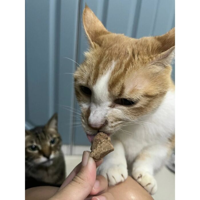 Gourmate Cat Treats - Freeze Dried Wagyu Beef Liver 25g