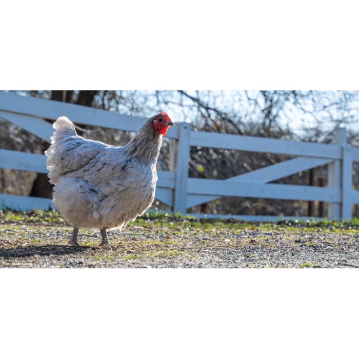 Greedy Dog Treat - Antioxidant Chicken Stick with Carrot 80g