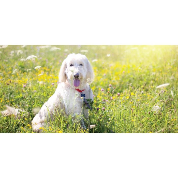 Greedy Dog Treat - Antioxidant Chicken Stick with Carrot 80g