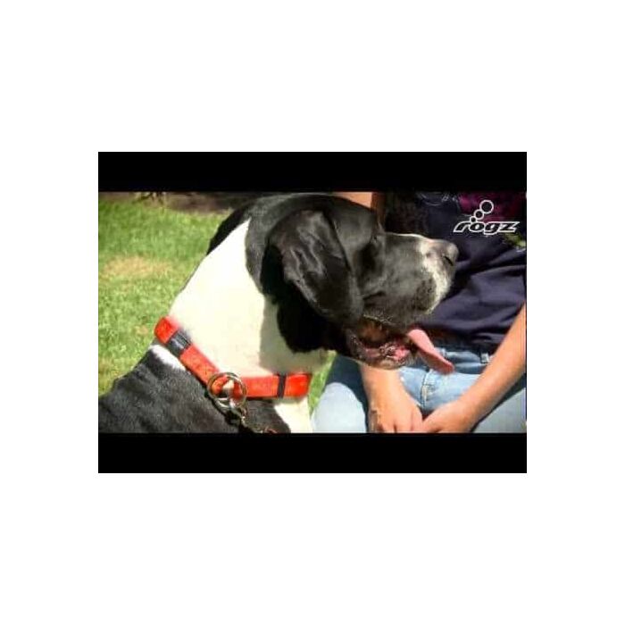 How To Fit a ROGZ Collar