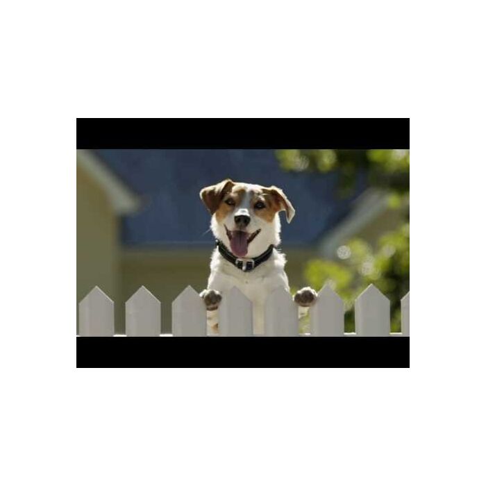 Rogz Safety Collar Roovie