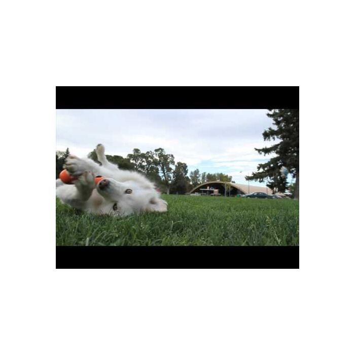 Hurley - Dog Chew Toy