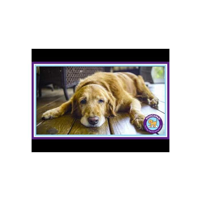 PoochPad Products Reusable Pads