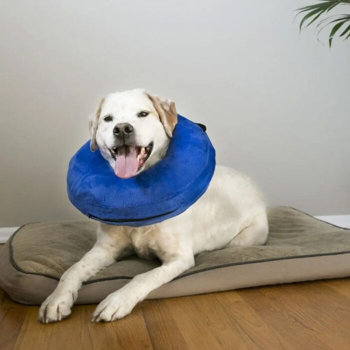 KONG Pet Recovery Cloud E-Collar