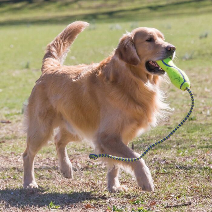 KONG Dog Signature Stick with Rope