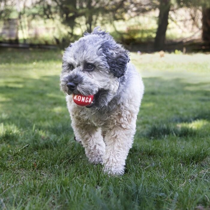 KONG Dog Toy - Signature Ball