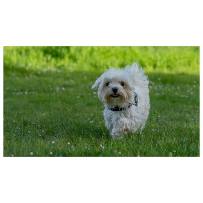Major Dog Toy - Boomer