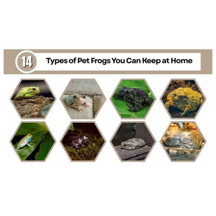 Major Dog Toy - Frog