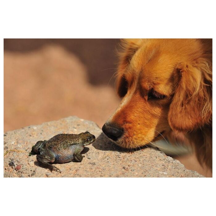 Major Dog Toy - Frog