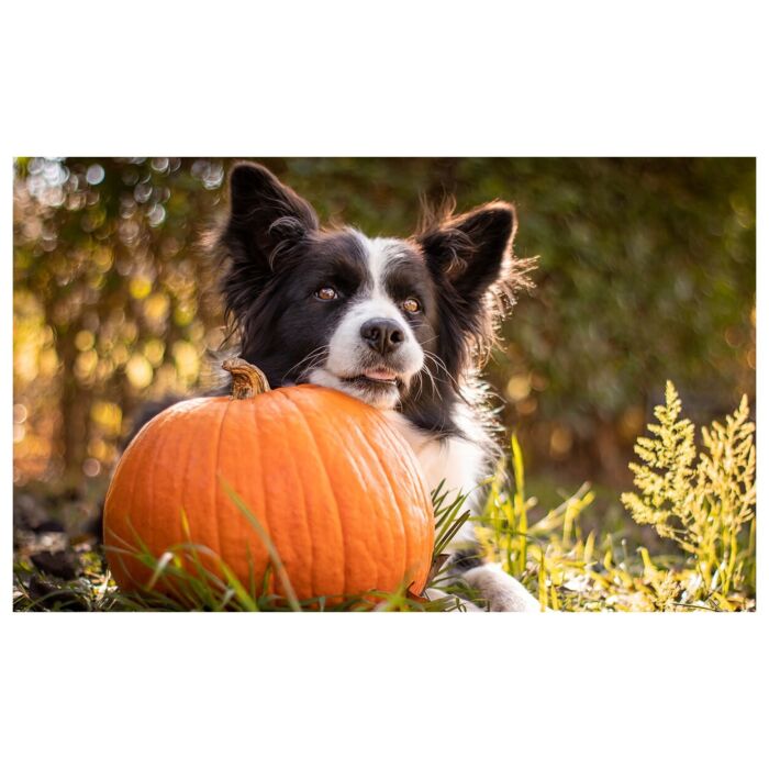Major Dog Toy - Pumpkin