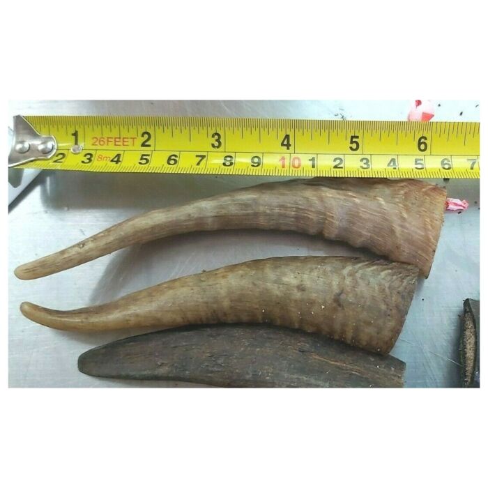 Merrimore Dog Treat - Air Dried Goat Horn (3pc)