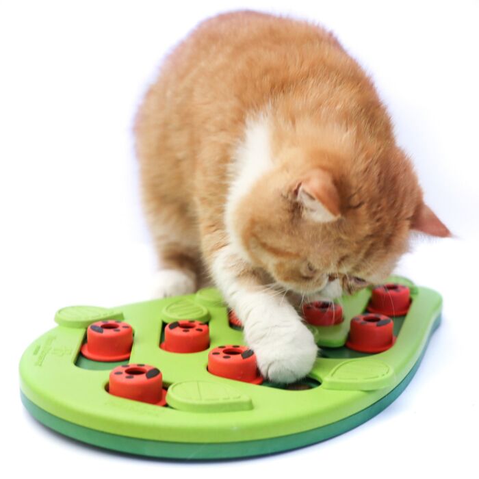Nina Ottosson Cat Toy - Buggin' Out Puzzle & Play (Level 2)