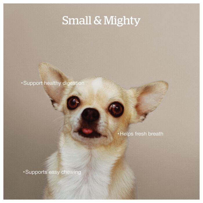 Now Fresh Dog Food - Small Breed Adult - Good Gravy - Salmon Coated in Bone Broth