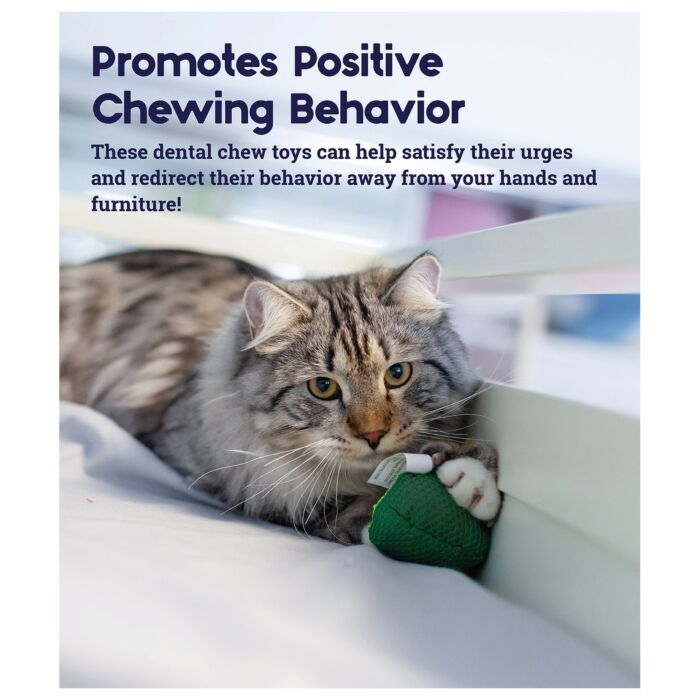 Petstages Cat Toy - Lil' Avocato Dental Health Chew