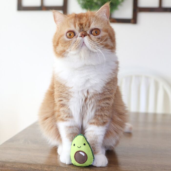 Petstages Cat Toy - Lil' Avocato Dental Health Chew