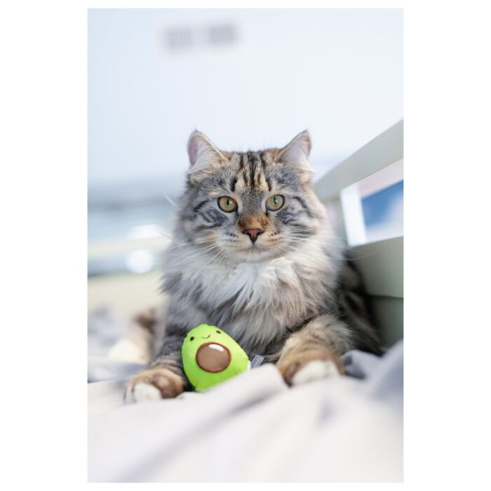 Petstages Cat Toy - Lil' Avocato Dental Health Chew