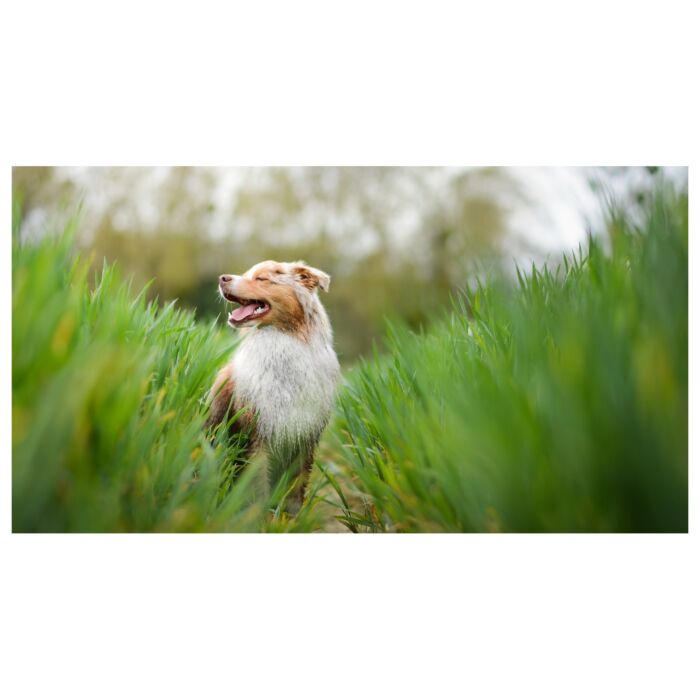 Rawz Dog Dry Food - Dehydrated Chicken, Turkey & Chicken