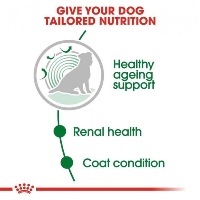Royal Canin 法國皇家狗濕糧 - 小型老犬 8+ 營養主食濕糧 (肉汁) 85g