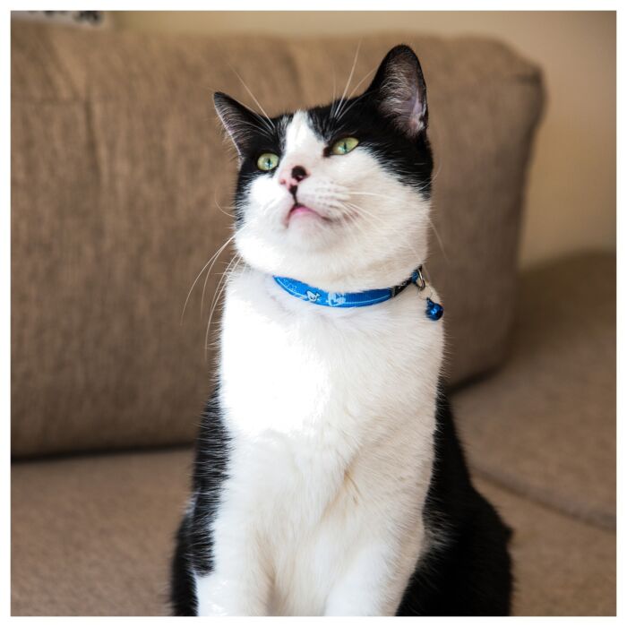 ROGZ KiddyCat Cat Collar