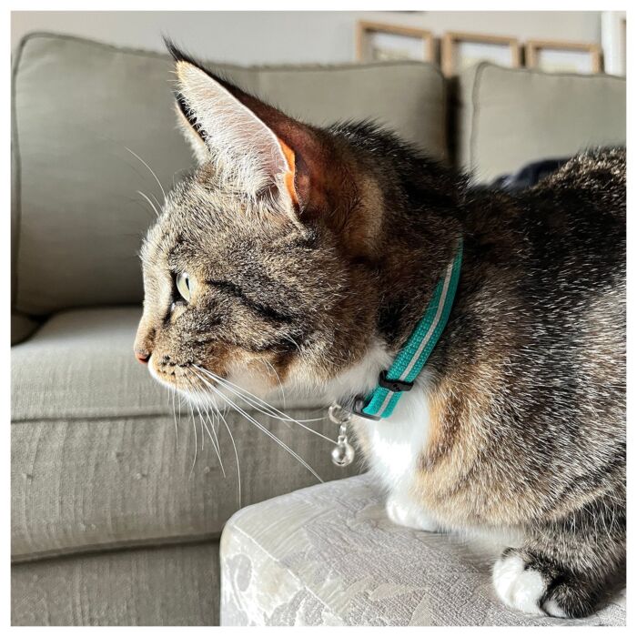 ROGZ AlleyCat貓項圈
