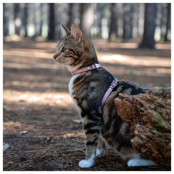 ROGZ UrbanCat Control Harness and Lead