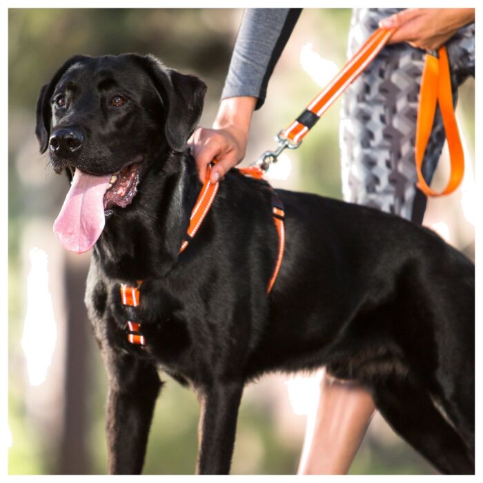 ROGZ Classic Dog Lead