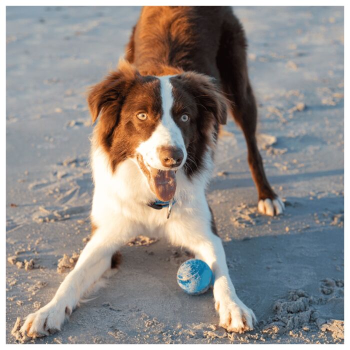 ROGZ Dog Toy - Squeekz
