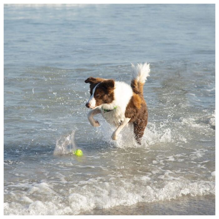 ROGZ Dog Toy - Squeekz