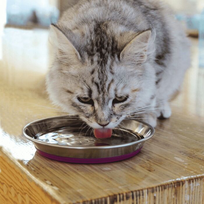 ROGZ Stainless Steel Non-Slip Cat Bowl
