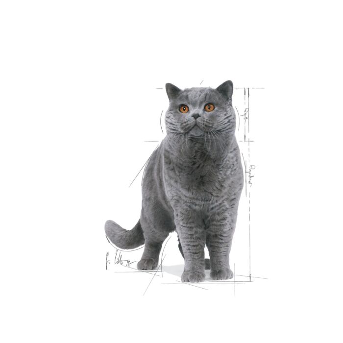 Royal Canin 法國皇家貓乾糧 - 英國短毛成貓專屬配方