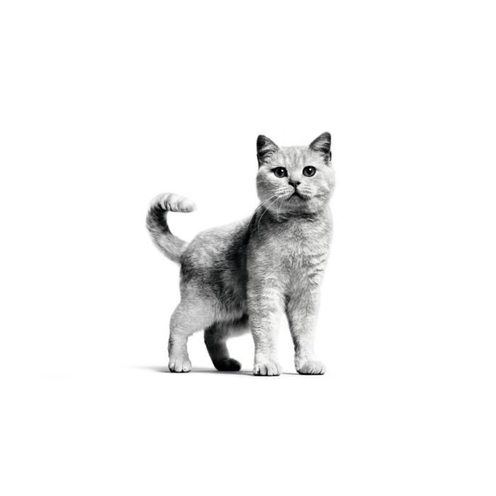 Royal Canin 法國皇家貓乾糧 - 英國短毛成貓專屬配方