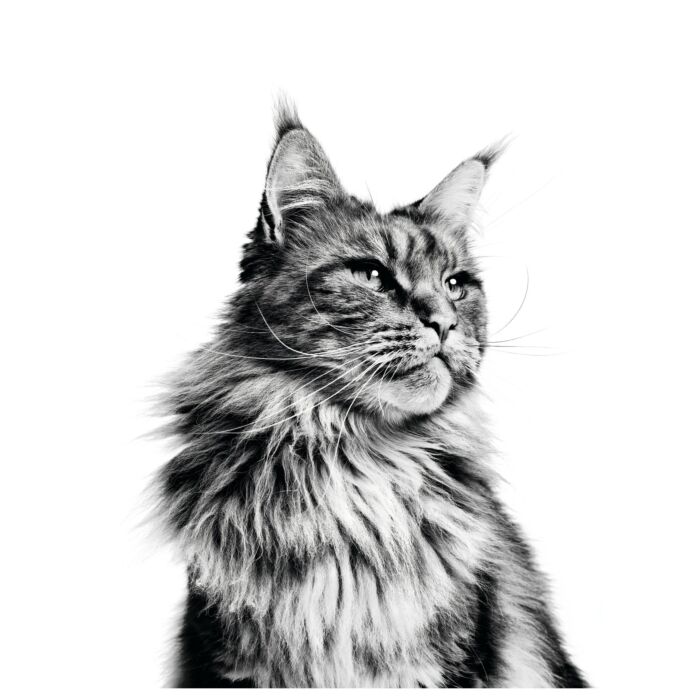 Royal Canin 法國皇家貓乾糧 - 緬因成貓專屬配方
