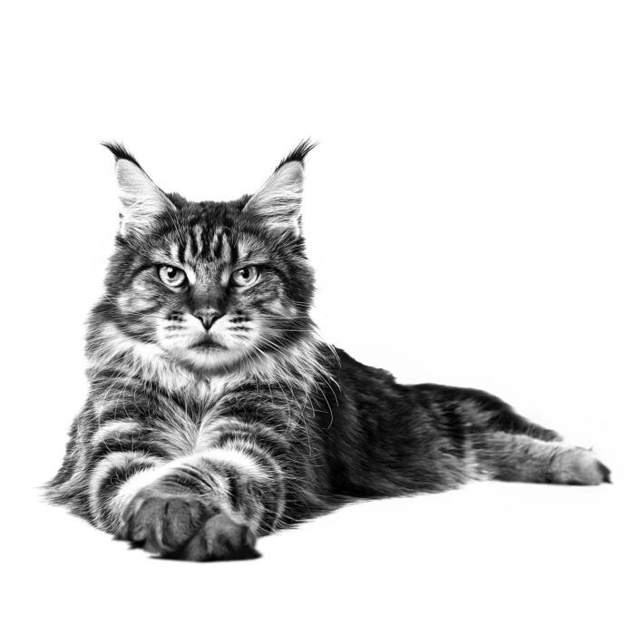 Royal Canin 法國皇家貓乾糧 - 緬因成貓專屬配方