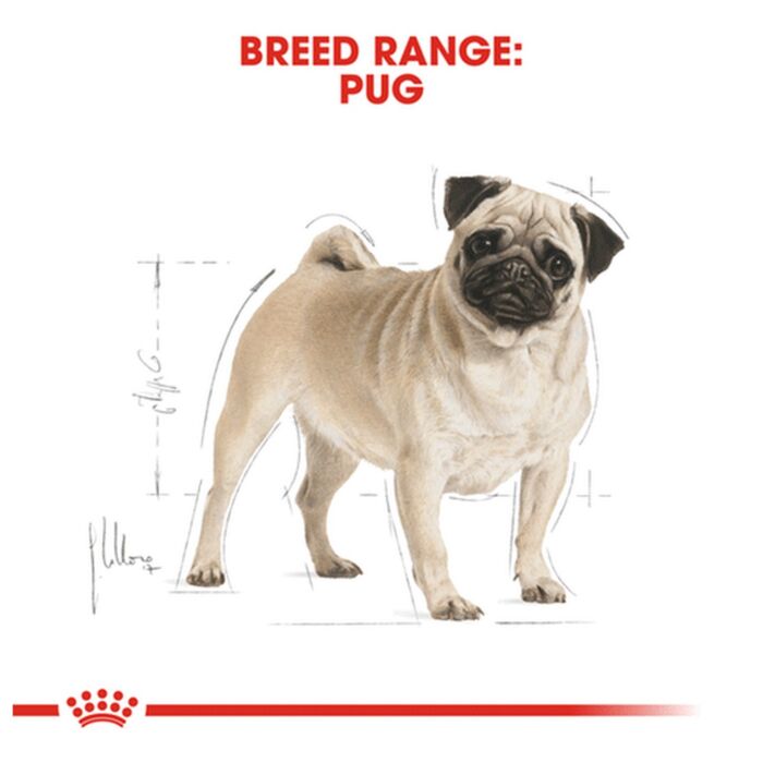 Royal Canin Dog Food - Pug Adult 1.5kg